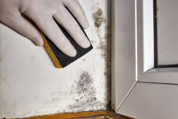 Reliable Ripley, MS Mold Removal Solutions
